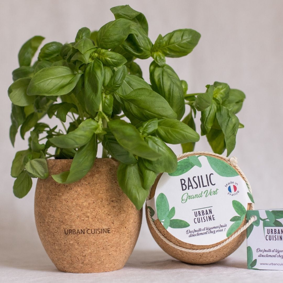 Basilic en pot : conseils de culture, entretien et récolte