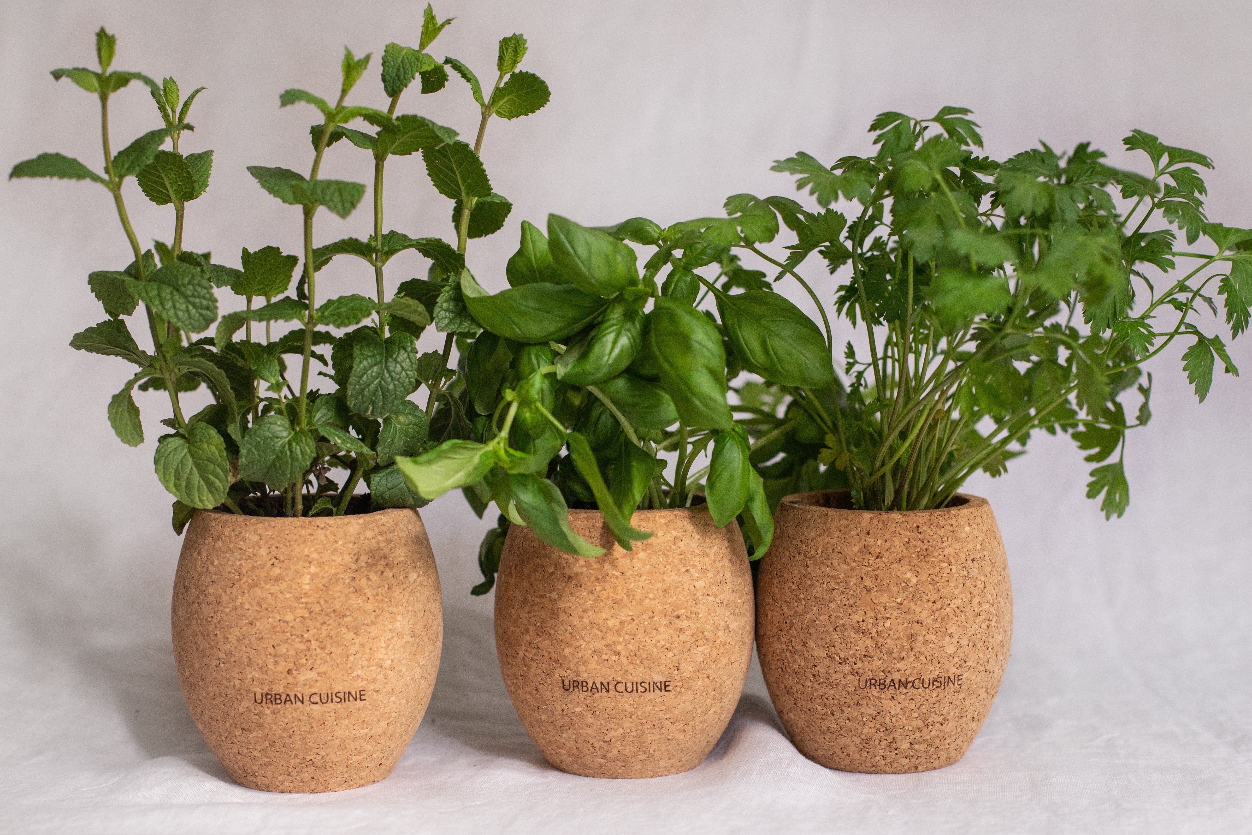 Pots avec des herbes aromatiques pour offrir