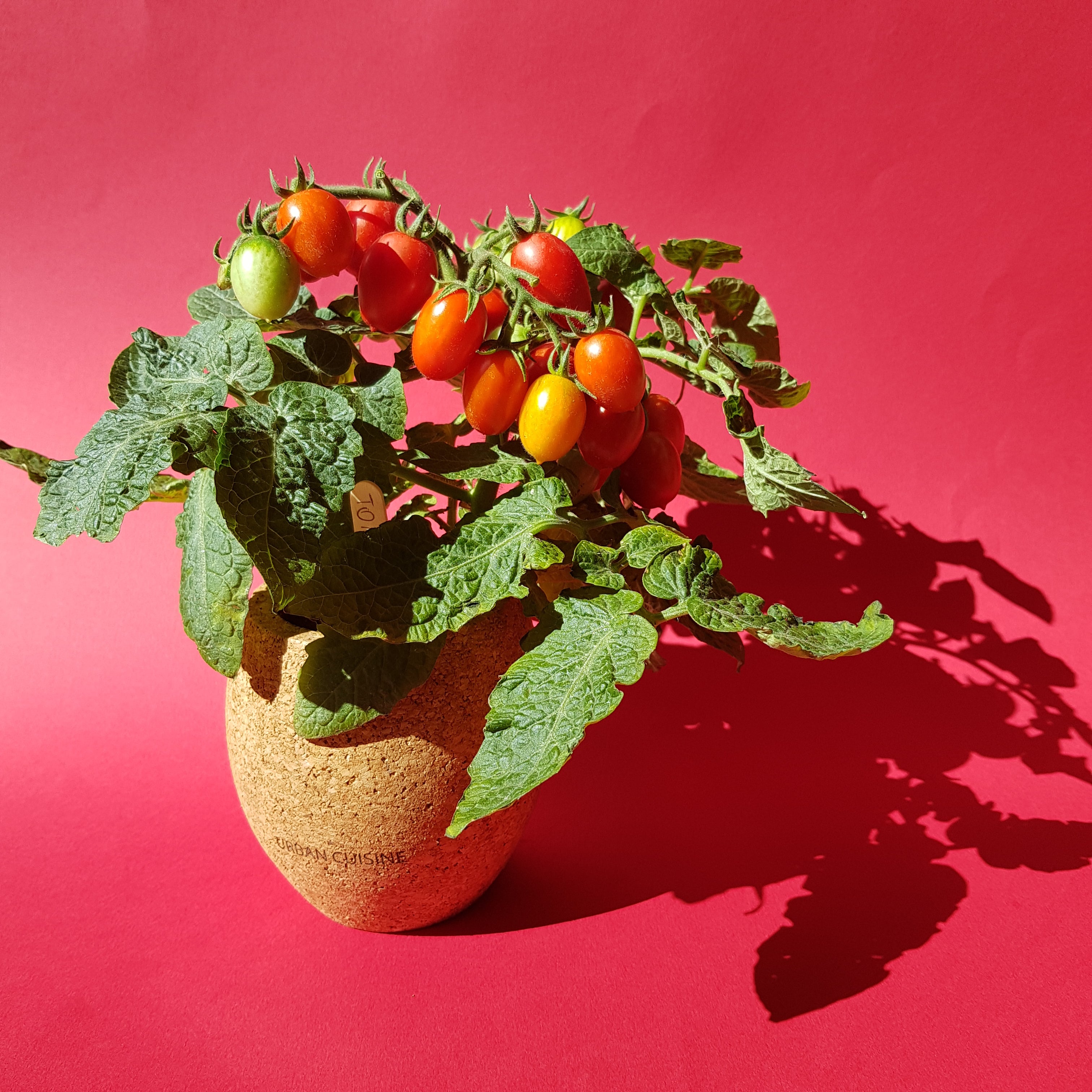Comment faire un semis de Tomate Cerise réussi ? – URBAN CUISINE