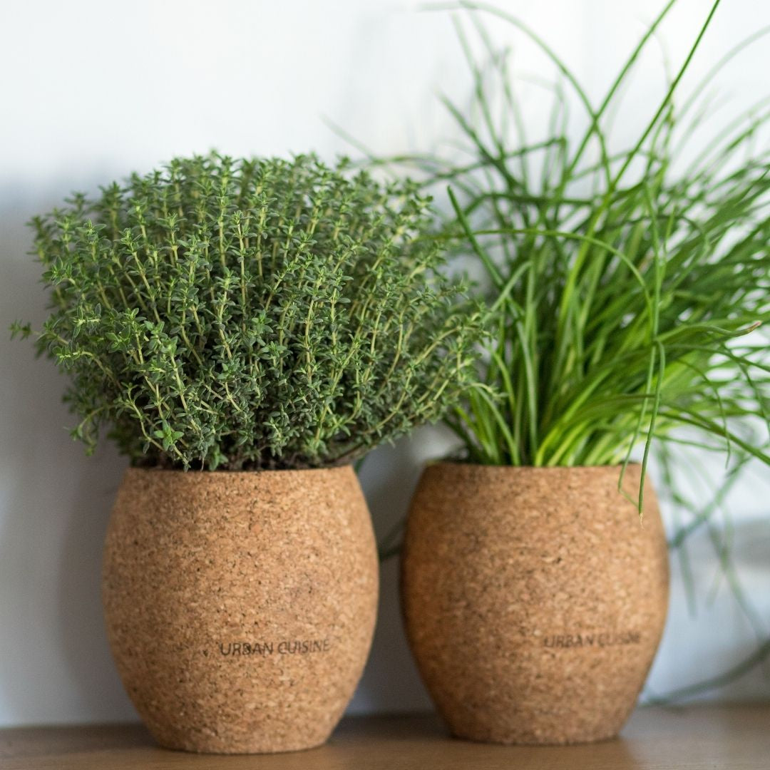 Comment créer un jardin aromatique dans des pots en terre cuite ?