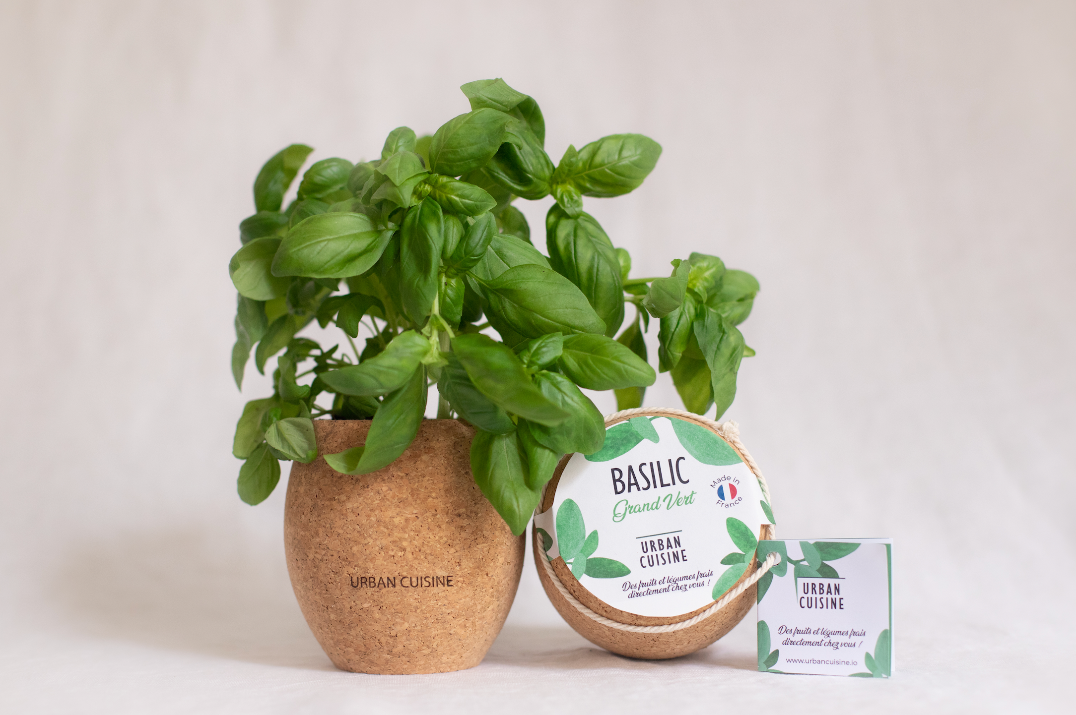 ctenanthe plant care Ctenanthe Lubbersiana 'Bamburanta' - Never Never Plant Care Guide