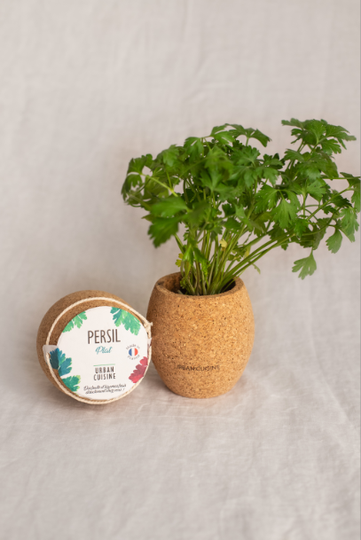Plant de persil frisé : pot de 1 litre