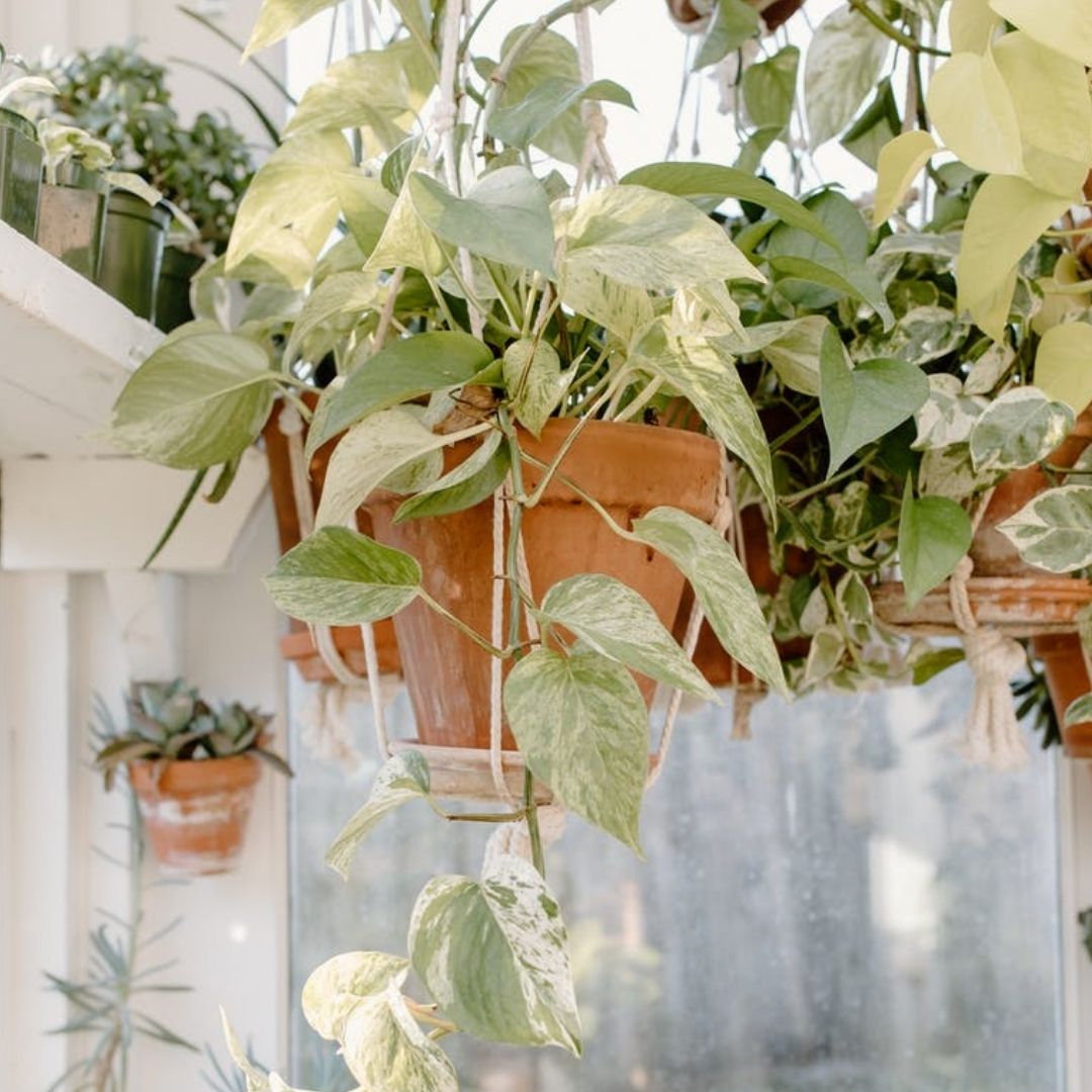 Vertical vegetable garden for apartments we show you! URBAN CUISINE