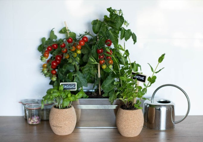 Potager en pots : quels légumes faire pousser ?