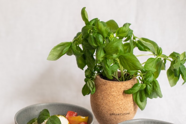 Comment cultiver le basilic en pot en intérieur ?