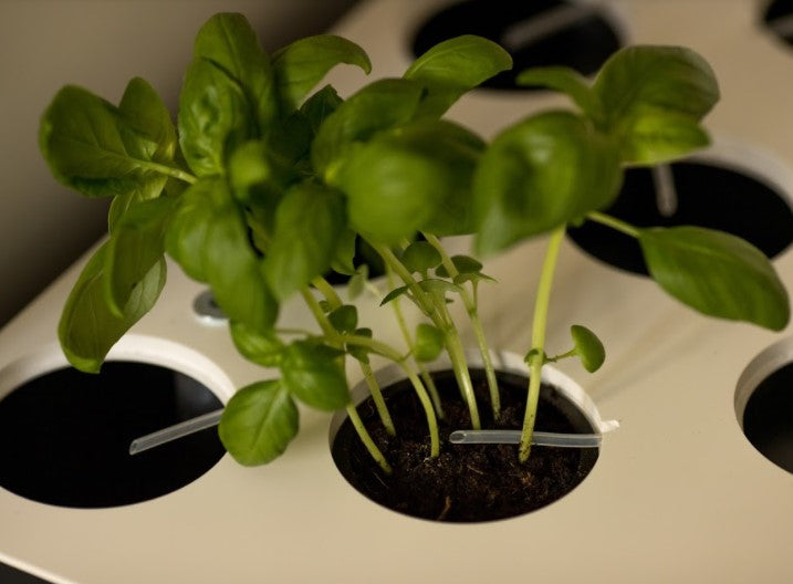 Le Smart Garden : cultiver en intérieur en toute simplicité