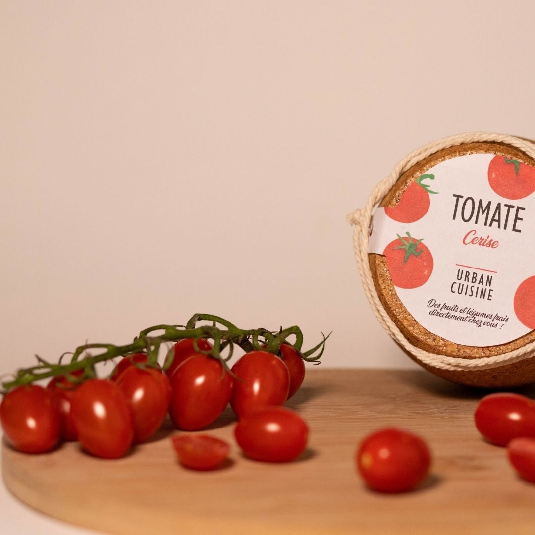 Nos conseils pour prendre soin de son plant de Tomates Cerises en intérieur