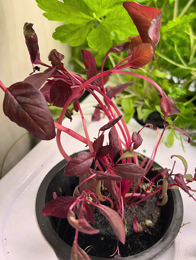 Purple Amaranth