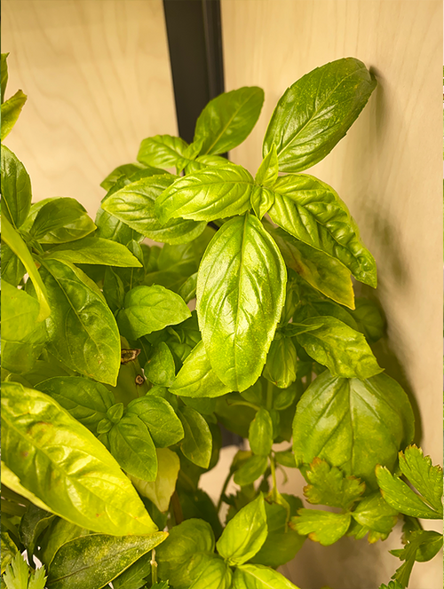 Large Green Basil