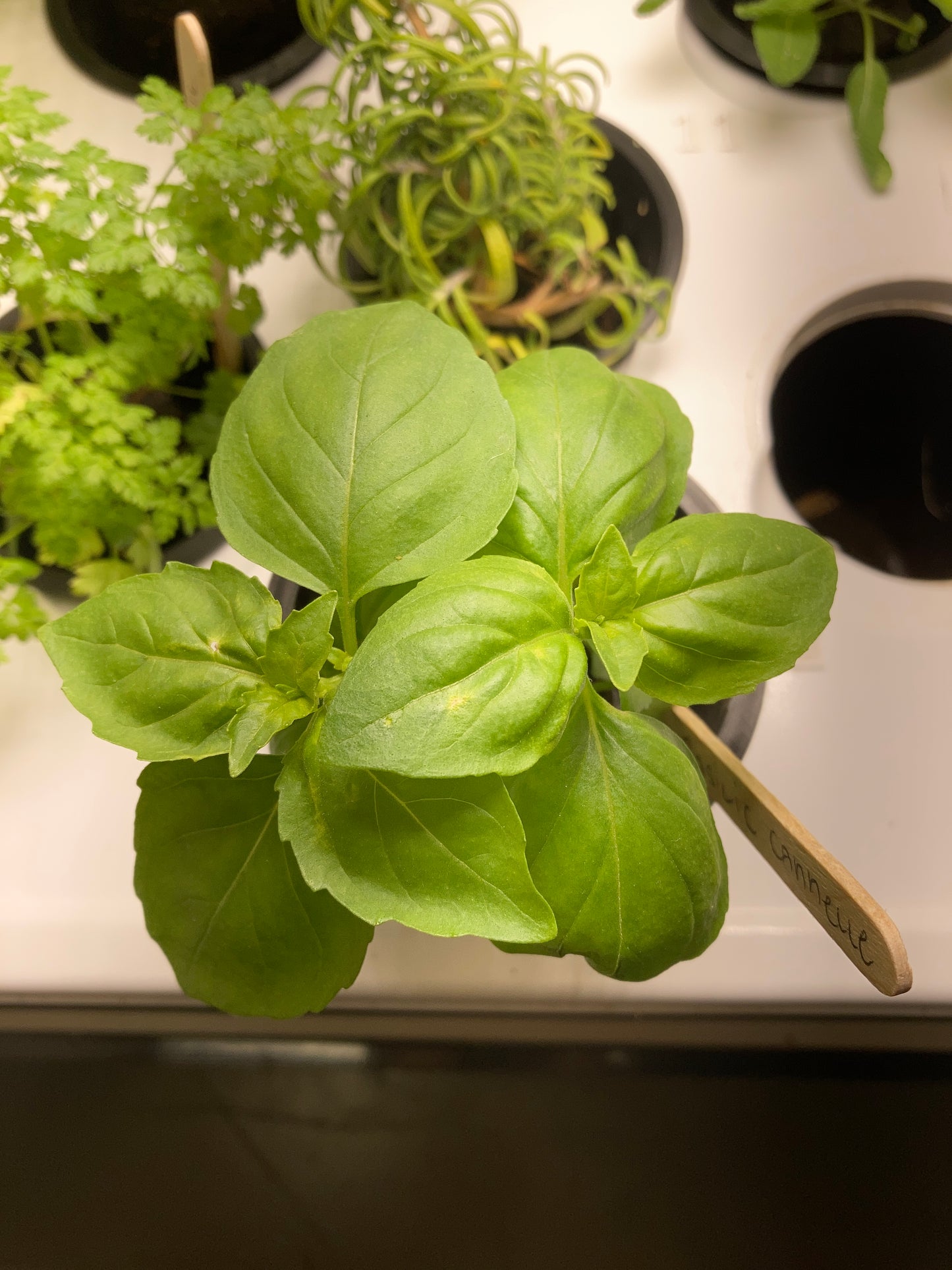 Cinnamon Basil