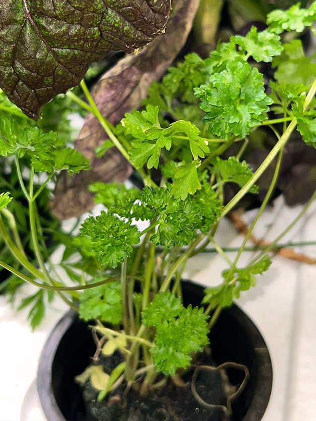 Curly Chervil