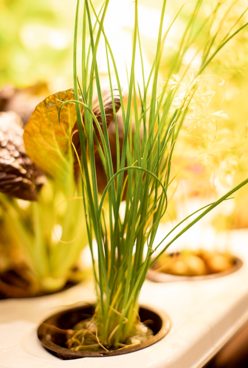 chives plant indoors Common Chives – URBAN CUISINE