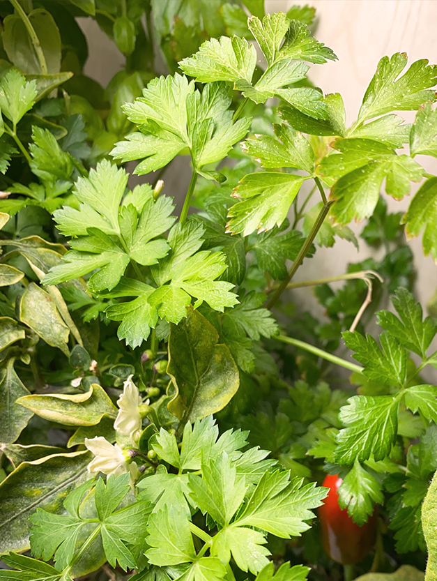 Cultivated Coriander