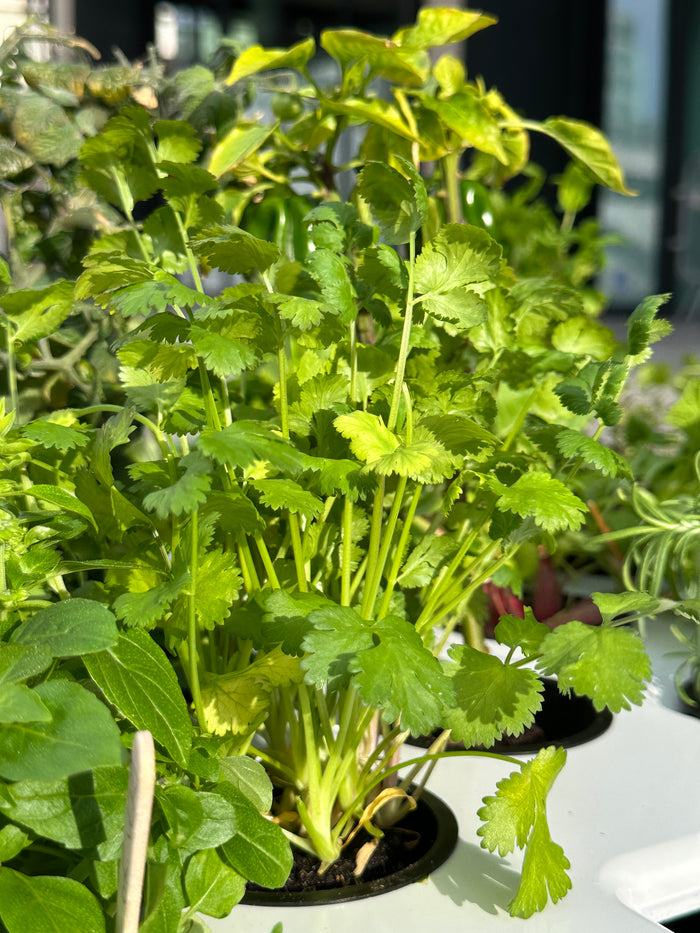 Cultivated Coriander