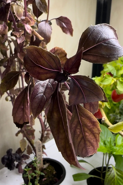 Purple Basil