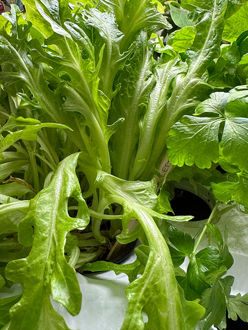 Cutting Lettuce