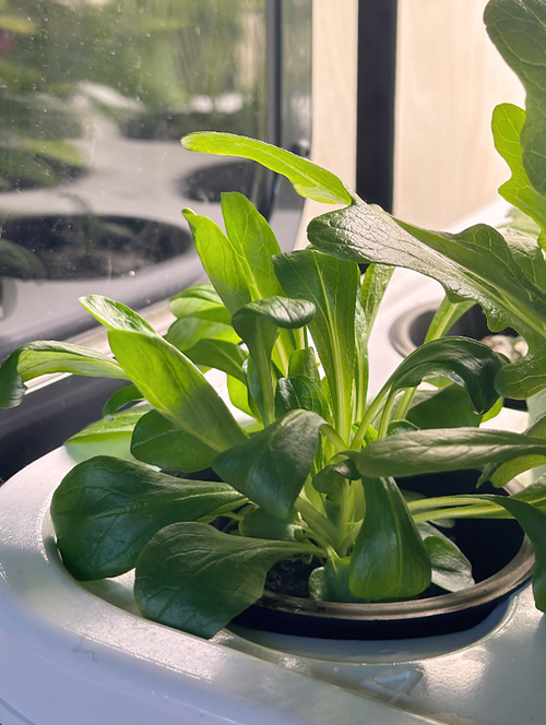 Lamb's Lettuce