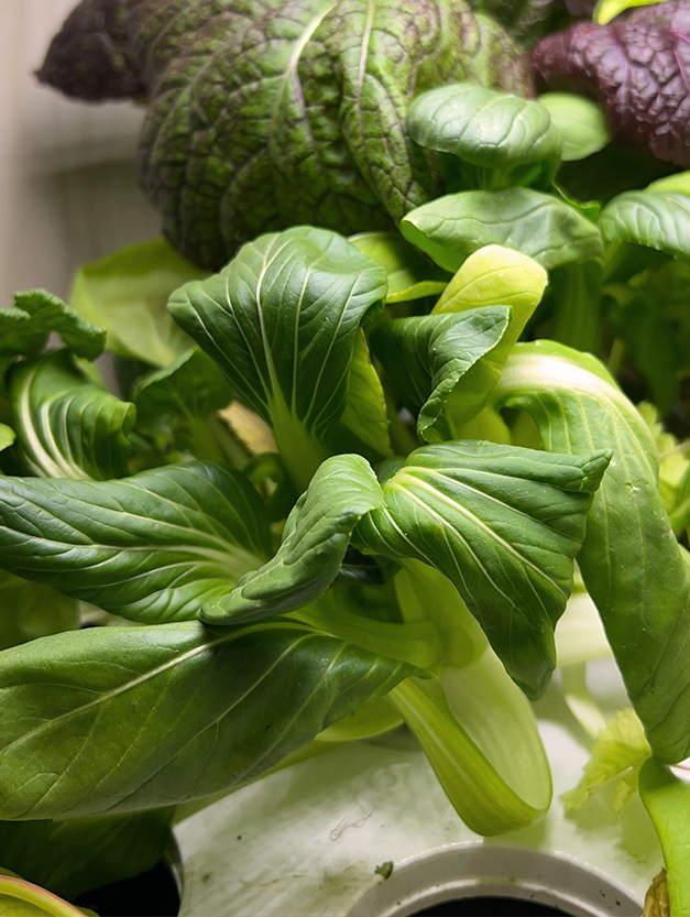 Common Pak Choi