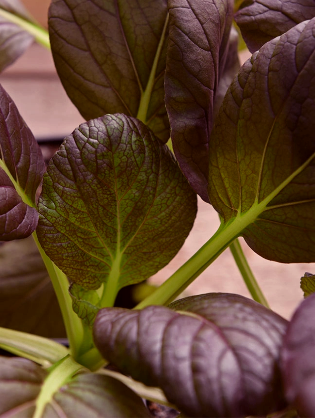 Arax Pak Choi