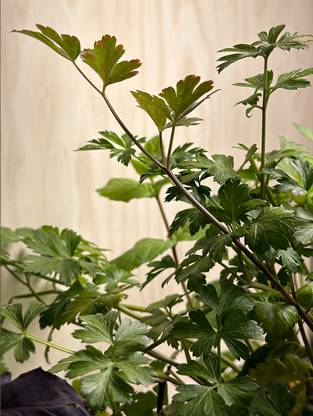 Flat-Leaf Parsley
