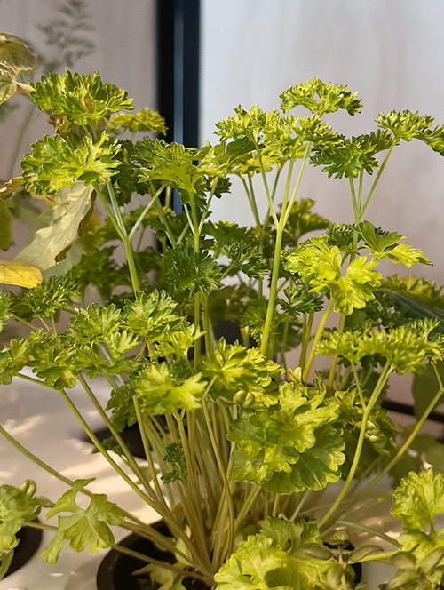 Curled Parsley