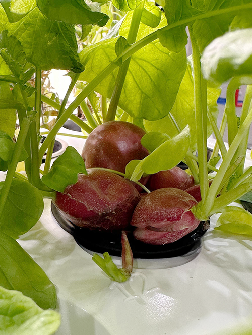 Round Radish