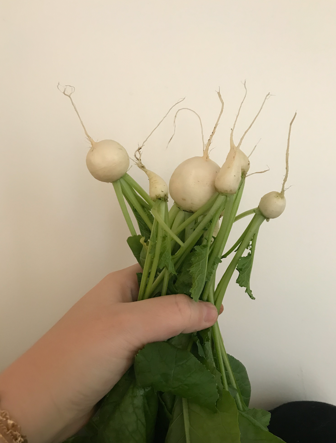 Mini Turnip